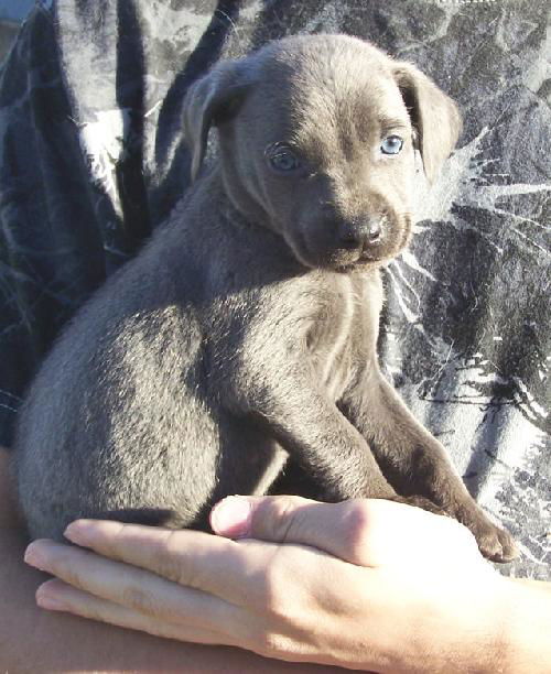 Weim-Lab-Shep 4 - Blu