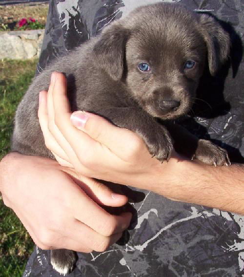 Weim-Lab-Shep 4 - Bliss