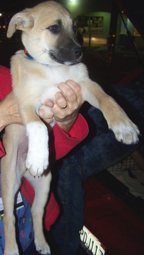 Shep 4 - Pup 4