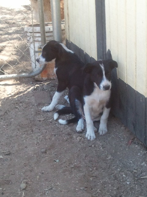 Simba n Sahara