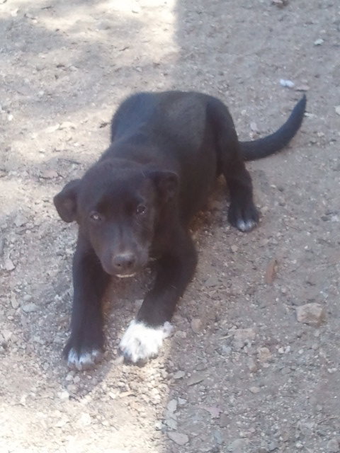 Sweetpea