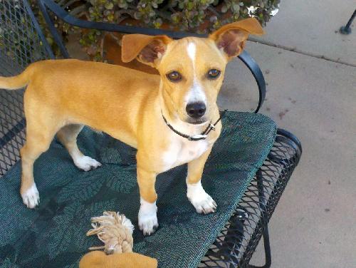 Simba chi mix