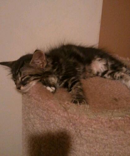 Fuzzzy Wuzzy