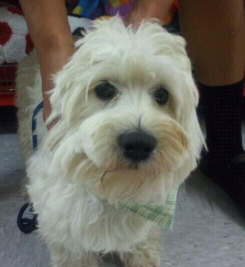 Barney