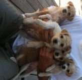 Terrier Pups X's 4: Megan, Eddie, Darla & Lola