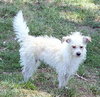 Tyler the Terrier