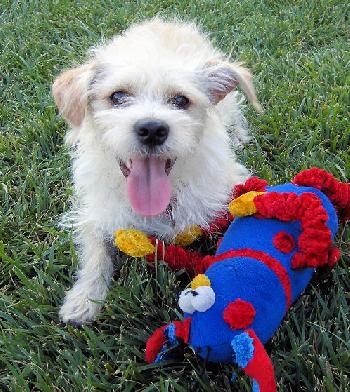 Tyler the Terrier