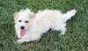 Tyler the Terrier