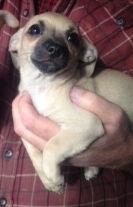 Bennie