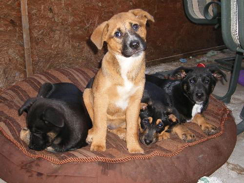 Shepard pups