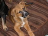Shepard pups