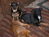 Shepard pups