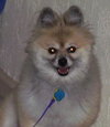 Cookie the Cream Pom
