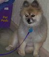 Cookie the Cream Pom