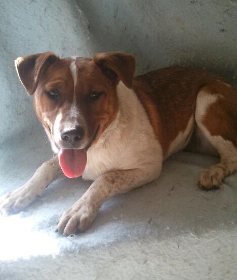 Sheena