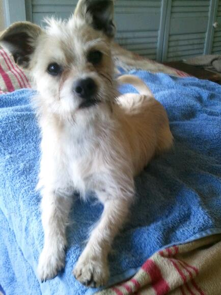 Benji