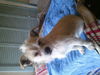 Benji