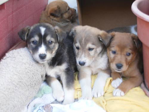 Husky/Lab/Shep pups