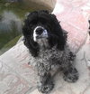 Sweet Daisy
