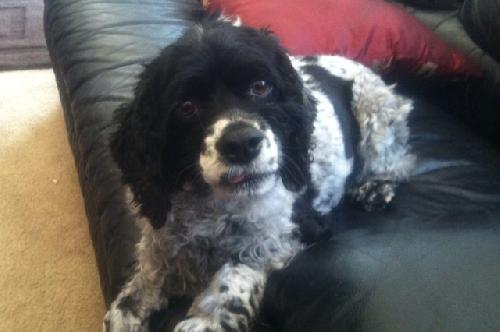 Sweet Daisy