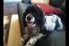 Sweet Daisy