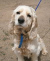 Cooper