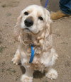 Cooper