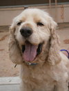 Cooper