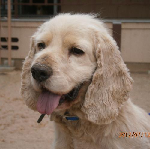 Cooper