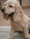Cooper