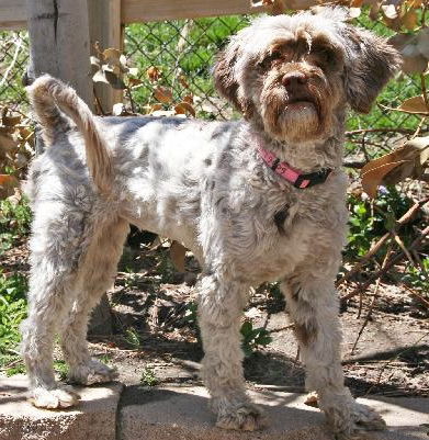 NATASHA (20 POUND TERRI POODLE)