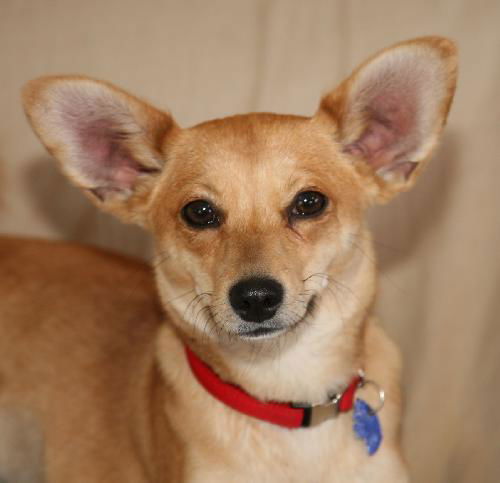 Foxie (11 Pound Sheltie Mix)