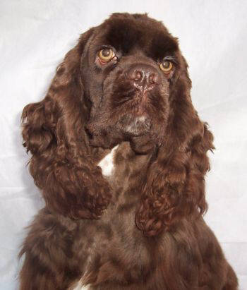 Coco Cocker Spaniel