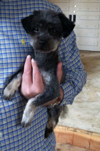 Pepper