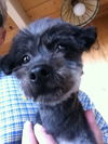 Pepper