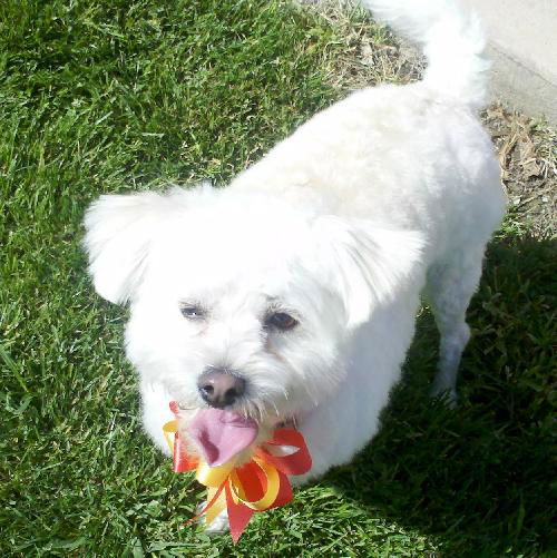 Duchess (9 Pound Maltese)