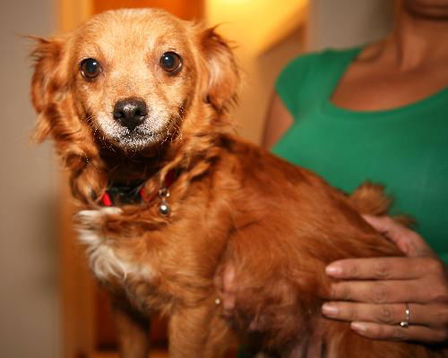 GINGER SNAP (10 POUND POM/POODLE)