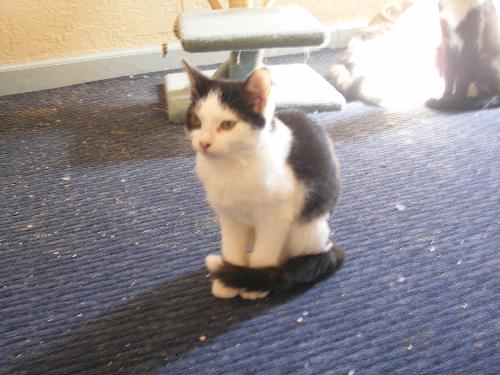 Sylvester