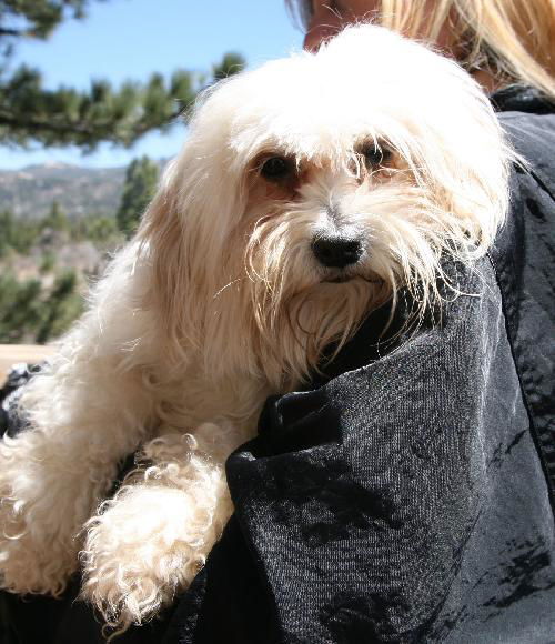 ALICE (11 POUND MALTESE)