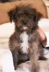 Lindy (6 Pound Malte-Poo)