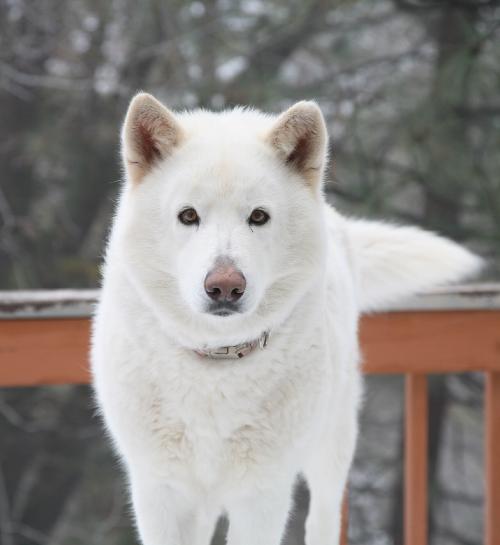 Spirit
