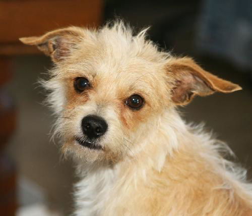 Little Jimmy Choo (9 pound Terrier Mix)