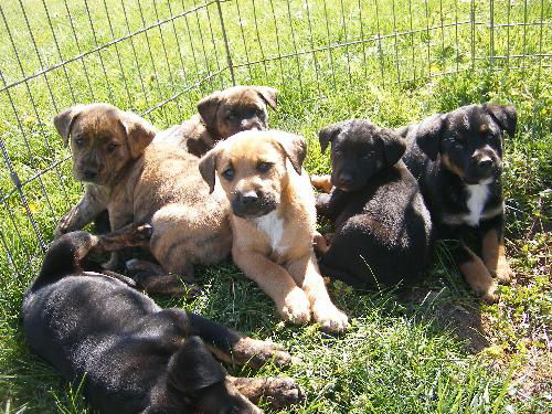 Mastiff/Shep pups