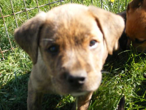 Shep/Mastiff 1