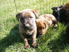 Shep/Mastiff 1