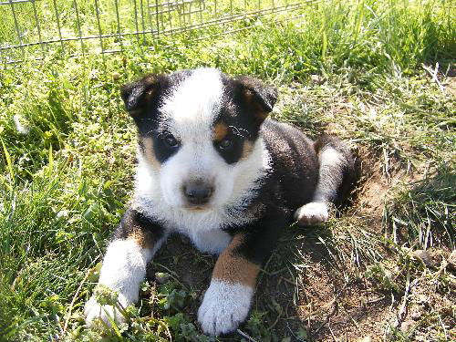 Husky/Shep pup