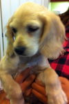 Benji