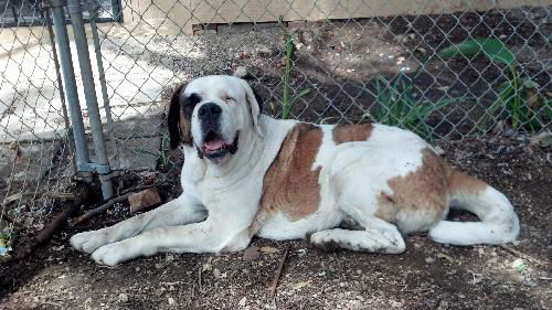Bella(purebred St Bernard)
