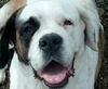 Bella(purebred St Bernard)