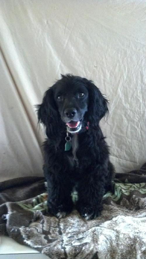 Blake (purebred Cocker Spaniel)